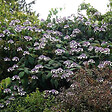 ARBORIX - Hortensia aspera 'Macrophylla' - Hydrangea Aspera 'Macrophylla'  - 40-60 cm pot - vignette