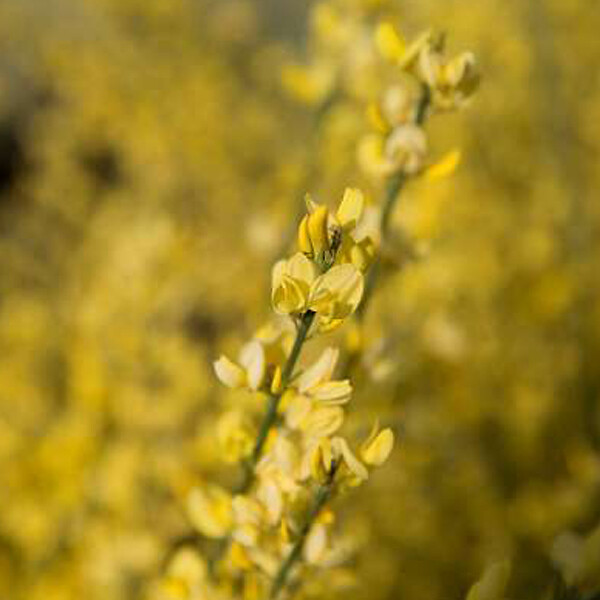 ARBORIX - 2 x Genêt précoce 'Allgold' - Cytisus Praecox 'Allgold'  - 40-60 cm pot - large