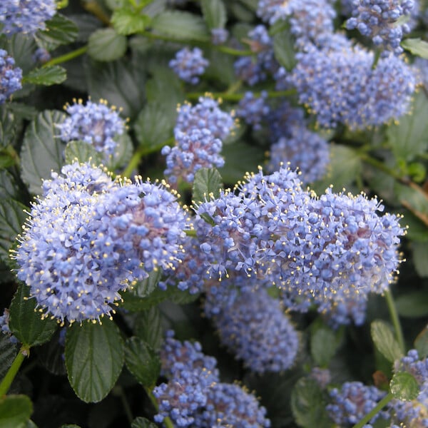 ARBORIX - Lilas de Californie tapissant - Ceanothus Thyrsiflorus Repens  - 40-50 cm pot - large