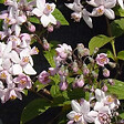ARBORIX - Deutzie hybride 'Mont Rose' - Deutzia Hybrida 'Mont Rose'  - 60-80 cm pot - vignette