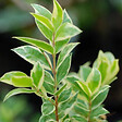 ARBORIX - 2 x Osmanthe à feuilles de houx 'Goshiki' (='Tricolor') - Osmanthus heterophyllus 'Goshiki' (='Tricolor')  - 20-25 cm pot - vignette