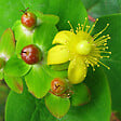ARBORIX - 2 x Millepertuis androsème - Hypericum androsaemum  - 30-40 cm pot - vignette