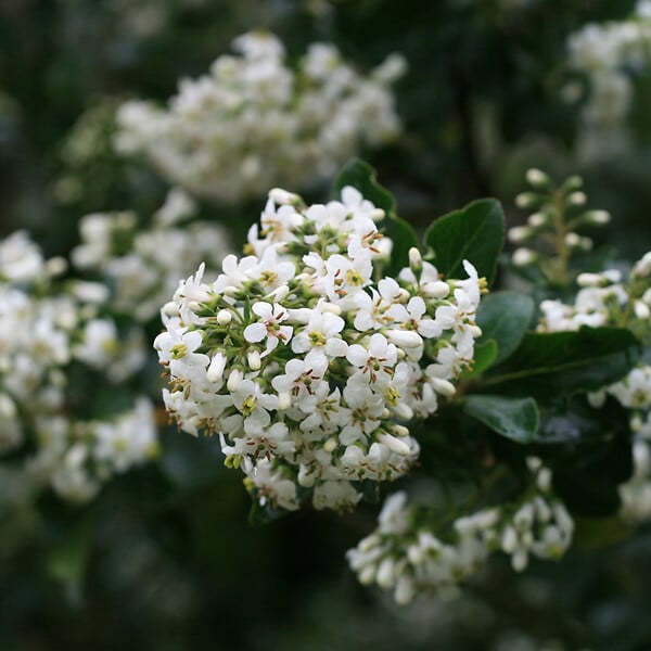 ARBORIX - Escallonia 'Iveyi' - Escallonia 'Iveyi'  - 60-80 cm pot - large