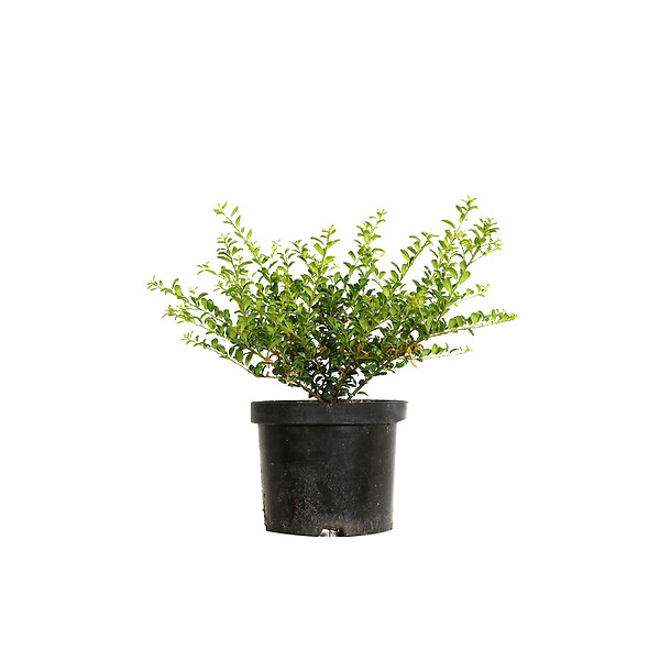 ARBORIX - 2 x Houx crénelé 'Convexa' - Ilex Crenata 'Convexa'  - 30-40 cm pot - large