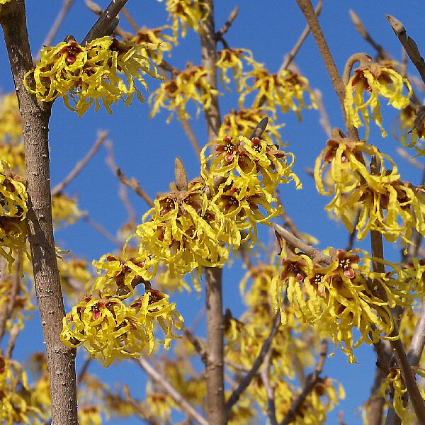 ARBORIX - Noisetier de sorcière 'Arnold Promise' - Hamamelis intermedia 'Arnold Promise'  - 40-60 cm pot - large