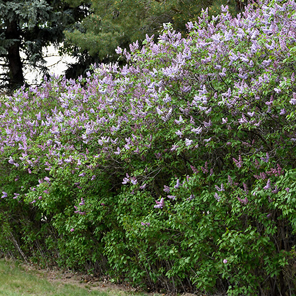 ARBORIX - Lilas commun 'Katherine Havemeyer' - Syringa vulgaris 'Katherine Havemeyer'  - 40-60 cm pot - large
