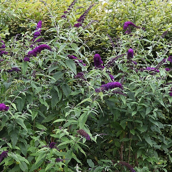 ARBORIX - 2 x Arbre aux papillons 'Black Knight' - Buddleja Davidii 'Black Knight'  - 40-60 cm pot - large
