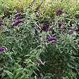 ARBORIX - 2 x Arbre aux papillons 'Black Knight' - Buddleja Davidii 'Black Knight'  - 40-60 cm pot - vignette