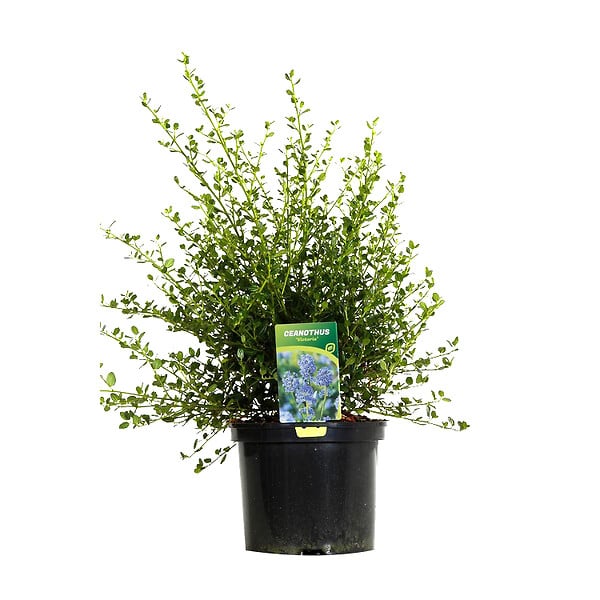 ARBORIX - 2 x Lilas de Californie 'Victoria' - Ceanothus Impressus 'Victoria'  - 30-40 cm pot - large