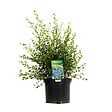 ARBORIX - 2 x Lilas de Californie 'Victoria' - Ceanothus Impressus 'Victoria'  - 30-40 cm pot - vignette