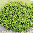 ARBORIX - 2 x Cornouiller Canadien 'Kelseyi' - Cornus Sericea 'Kelseyi'  - 15-20 cm pot - vignette