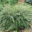 ARBORIX - 2 x Cotonéaster rampant - Cotoneaster Horizontalis  - 30-40 cm pot - vignette