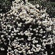 ARBORIX - Viorne carlcephalum - Viburnum Carlcephalum  - 60-80 cm pot - vignette