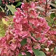 ARBORIX - Hortensia paniculé 'Wim's Red'® - Hydrangea paniculata Wim's Red  - 40-50 cm pot - vignette