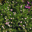 ARBORIX - 2 x Potentille arbustive 'Princess' - Potentilla Fruticosa Princess 'Pink Queen'  - 20-25 cm pot - vignette