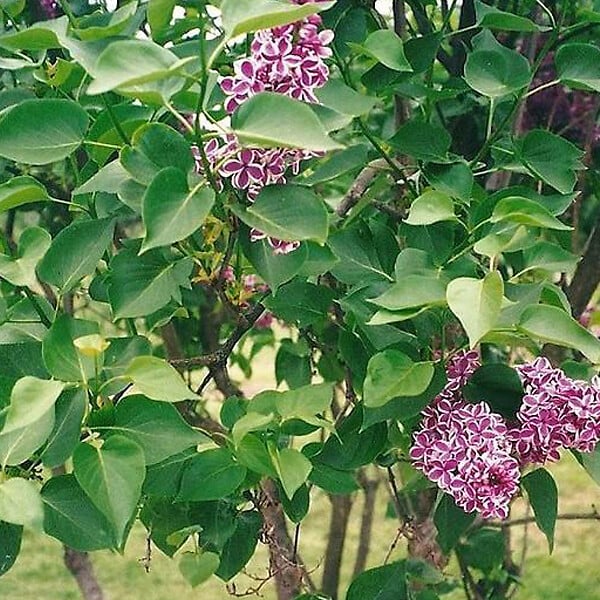 ARBORIX - Lilas commun - Syringa vulgaris 'Sensation'  - 40-60 cm pot - large