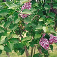 ARBORIX - Lilas commun - Syringa vulgaris 'Sensation'  - 40-60 cm pot - vignette