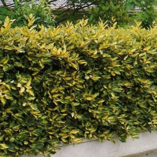 ARBORIX - 2 x Chalef piquant 'Maculata' - Elaeagnus Pungens 'Maculata'  - 30-40 cm pot - large