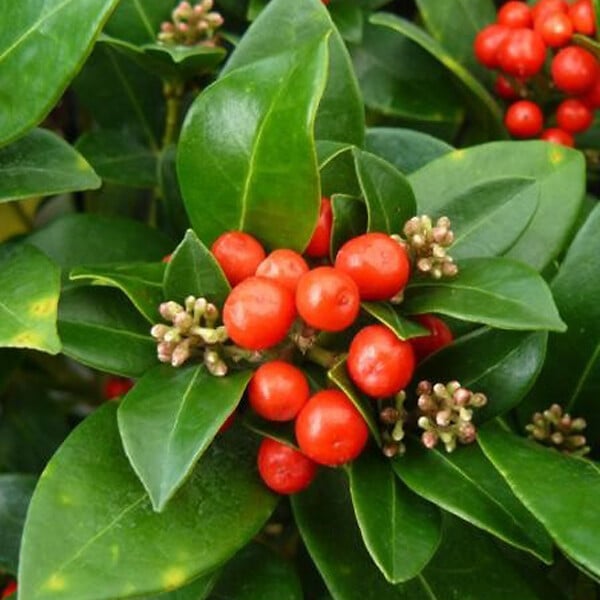 ARBORIX - Skimmia du Japon 'Olympic Flame' - Skimmia japonica 'Olympic Flame'  - 20-25 cm pot - large