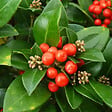 ARBORIX - Skimmia du Japon 'Olympic Flame' - Skimmia japonica 'Olympic Flame'  - 20-25 cm pot - vignette