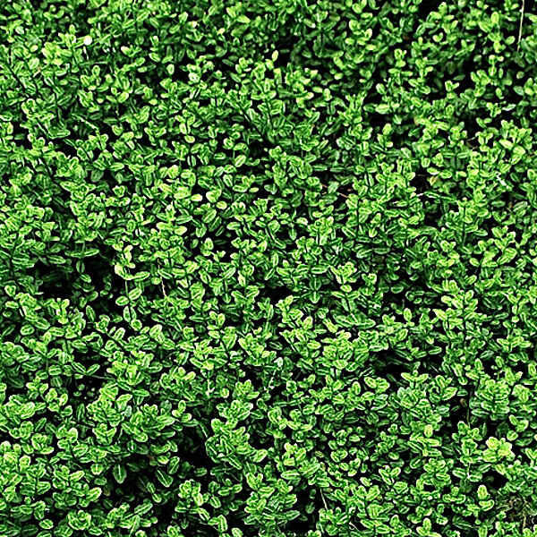 ARBORIX - 2 x Fusain persistant 'Minimus' - Euonymus Fortunei 'Minimus'  - 20-30 cm pot - large