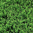 ARBORIX - 2 x Fusain persistant 'Minimus' - Euonymus Fortunei 'Minimus'  - 20-30 cm pot - vignette