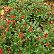 ARBORIX - Skimmia du Japon 'Veitchii' - Skimmia japonica 'Veitchii'  - 30-40 cm pot - vignette