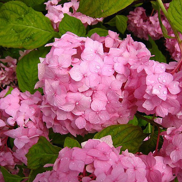 ARBORIX - 2 x Hydrangea macrophylla 'Sibilla' - Hydrangea macrophylla 'Sibilla'  - 25-30 cm pot - large