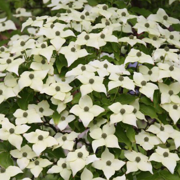 ARBORIX - Cornouiller du Japon 'Milky Way' - Cornus kousa 'Milky Way'  - 50-60 cm pot - large