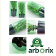 ARBORIX - Cornouiller du Japon 'Milky Way' - Cornus kousa 'Milky Way'  - 50-60 cm pot - vignette