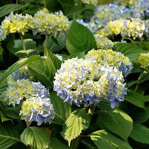 ARBORIX - 2 x Hortensia 'Nikko Blue' - Hydrangea macrophylla 'Nikko Blue'  - 25-30 cm pot - large