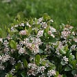 ARBORIX - 2 x Aronie à fruits noirs - Aronia melanocarpa  - 40-60 cm pot - vignette