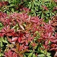 ARBORIX - 2 x Andromède du Japon 'Mountain Fire' - Pieris japonica 'Mountain Fire'  - 20-30 cm pot - vignette