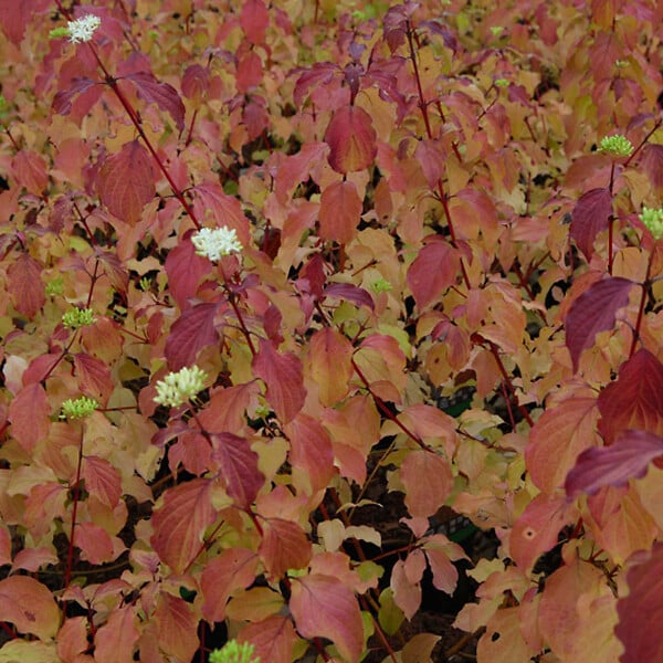 ARBORIX - Cornouiller sanguin 'Winter Beauty' - Cornus Sanguinea 'Winter Beauty'  - 60-80 cm pot - large