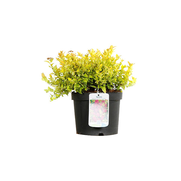 ARBORIX - 2 x Spirée Japonaise 'Golden Princess' - Spiraea Japonica 'Golden Princess'  - 20-25 cm pot - large
