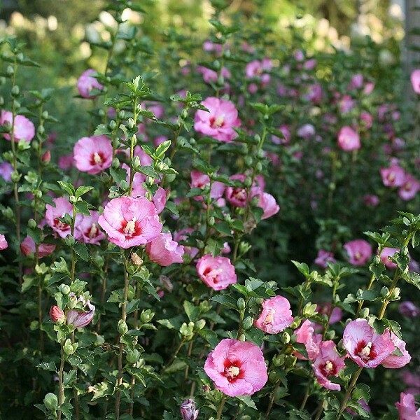 ARBORIX - Mauve en arbre 'Purple Ruffles'® - Hibiscus 'Purple Ruffles'  - 40-60 cm pot - large