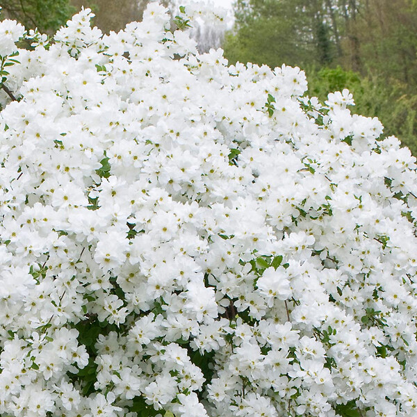 ARBORIX - 2 x Voiles de mariée 'The Bride' - Exochorda 'The Bride'  - 50-60 cm pot - large