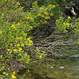 ARBORIX - 2 x Hypericum densiflorum 'Buttercup' - Hypericum Densiflorum 'Buttercup'  - 30-40 cm pot - vignette