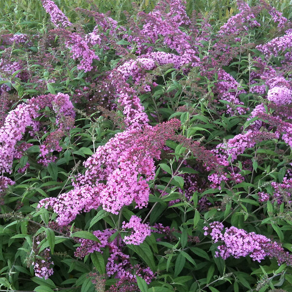 ARBORIX - 2 x Arbre aux papillons 'Pink Delight' - Buddleja Davidii 'Pink Delight'  - 40-60 cm pot - large