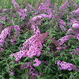 ARBORIX - 2 x Arbre aux papillons 'Pink Delight' - Buddleja Davidii 'Pink Delight'  - 40-60 cm pot - vignette