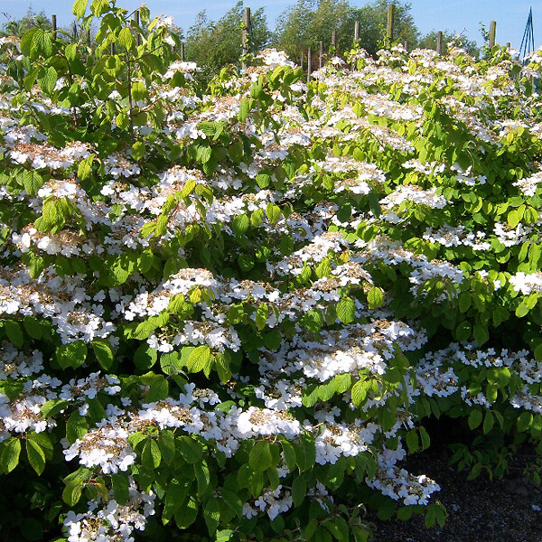 ARBORIX - Viorne de Chine 'Lanarth' - Viburnum Plicatum 'Lanarth'  - 60-80 cm pot - large