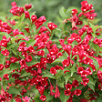 ARBORIX - 2 x Weigela 'Red Prince' - Weigela 'Red Prince'  - 50-60 cm pot - vignette