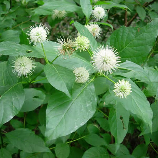 ARBORIX - 2 x Bois-bouton - Cephalanthus occidentalis  - 30-40 cm pot - large