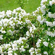 ARBORIX - 2 x Seringat de Lemoine - Philadelphus 'Lemoinei'  - 50-60 cm pot - vignette