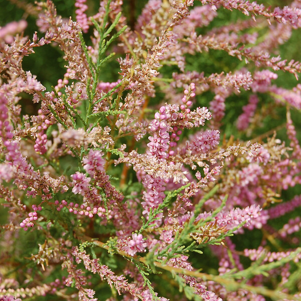 ARBORIX - 2 x Tamaris de printemps - Tamarix Tetrandra  - 60-80 cm pot - large