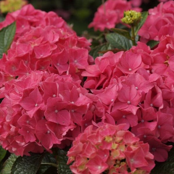 ARBORIX - 2 x Hortensia 'Alpenglühen' - Hydrangea macrophylla 'Alpengluhen'  - 25-30 cm pot - large