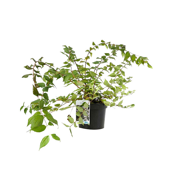 ARBORIX - 2 x Buisson de beauté - Kolkwitzia Amabilis  - 30-50 cm pot - large