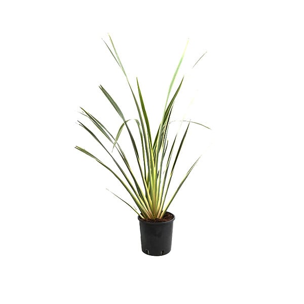 ARBORIX - Lin de Nouvelle-Zélande - Phormium tenax 'Variegatum'  - 60-80 cm pot - large