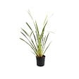 ARBORIX - Lin de Nouvelle-Zélande - Phormium tenax 'Variegatum'  - 60-80 cm pot - vignette