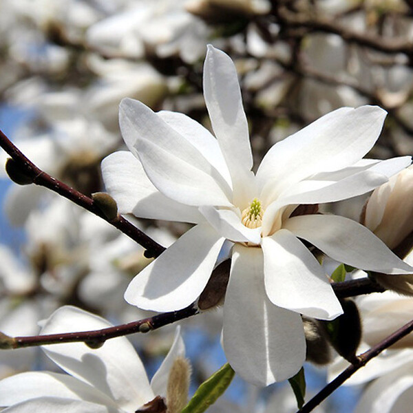 ARBORIX - Magnolia x loebneri 'Merrill' - Magnolia loebneri 'Merrill'  - 50-60 cm pot - large